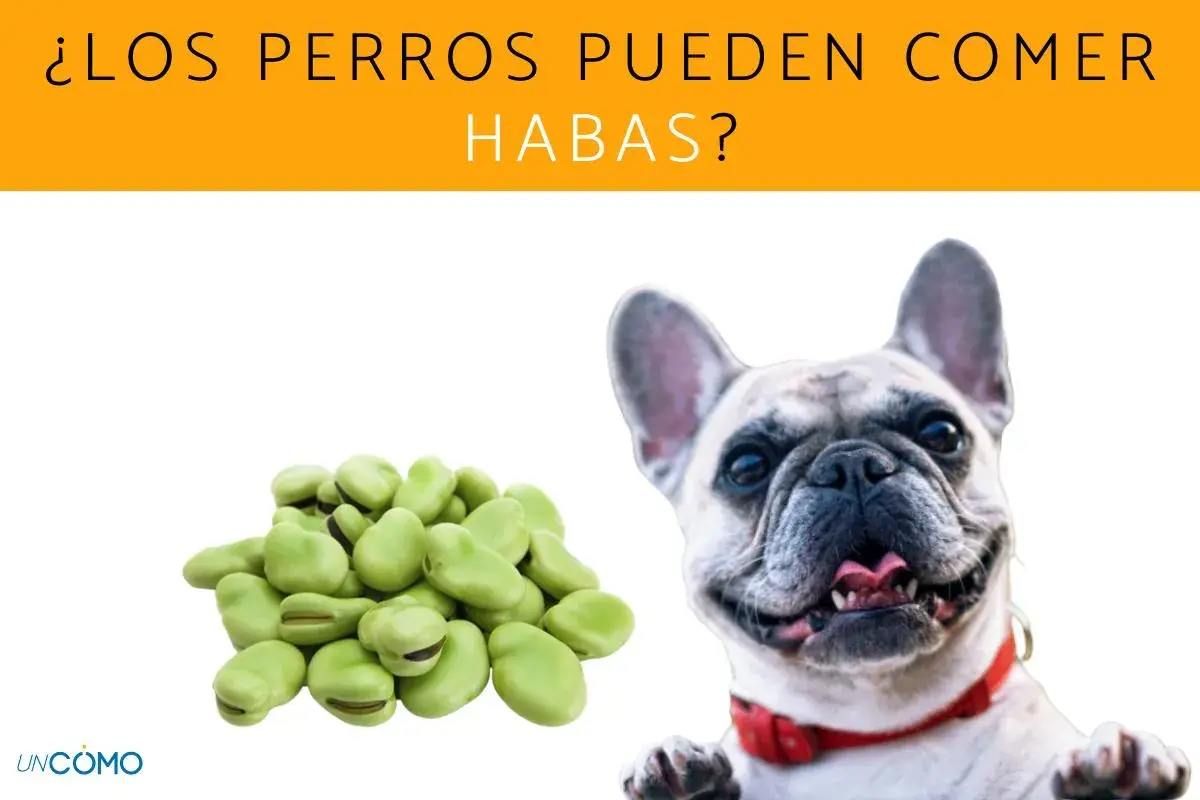 Un bulldog francés sonriente mira un montón de habas, preguntándose si los perros pueden comer habas.