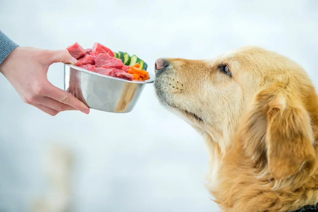Ein Hund schaut sehnsüchtig auf eine Schüssel mit rohem Fleisch und Gemüse. Er kann es kaum erwarten, zu essen.