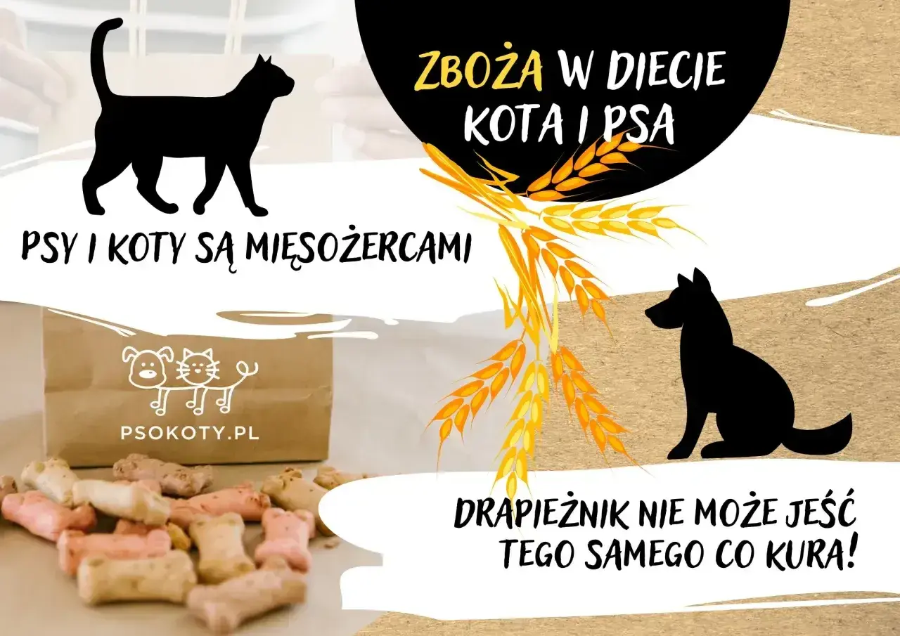 Psy i koty są mięsożercami. Czy kot może jeść psią karmę? Drapieznik nie może jeść tego samego co kura!