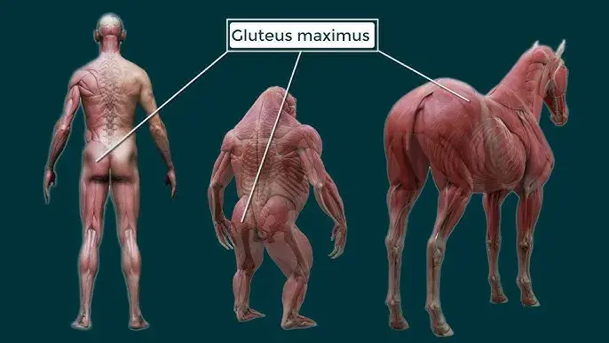 Descubre el músculo más grande: Glúteo mayor, tu motor oculto