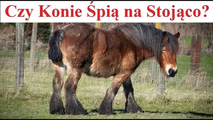 Czy konie śpią na stojąco? Odkryj tajemnice ich snu i bezpieczeństwa
