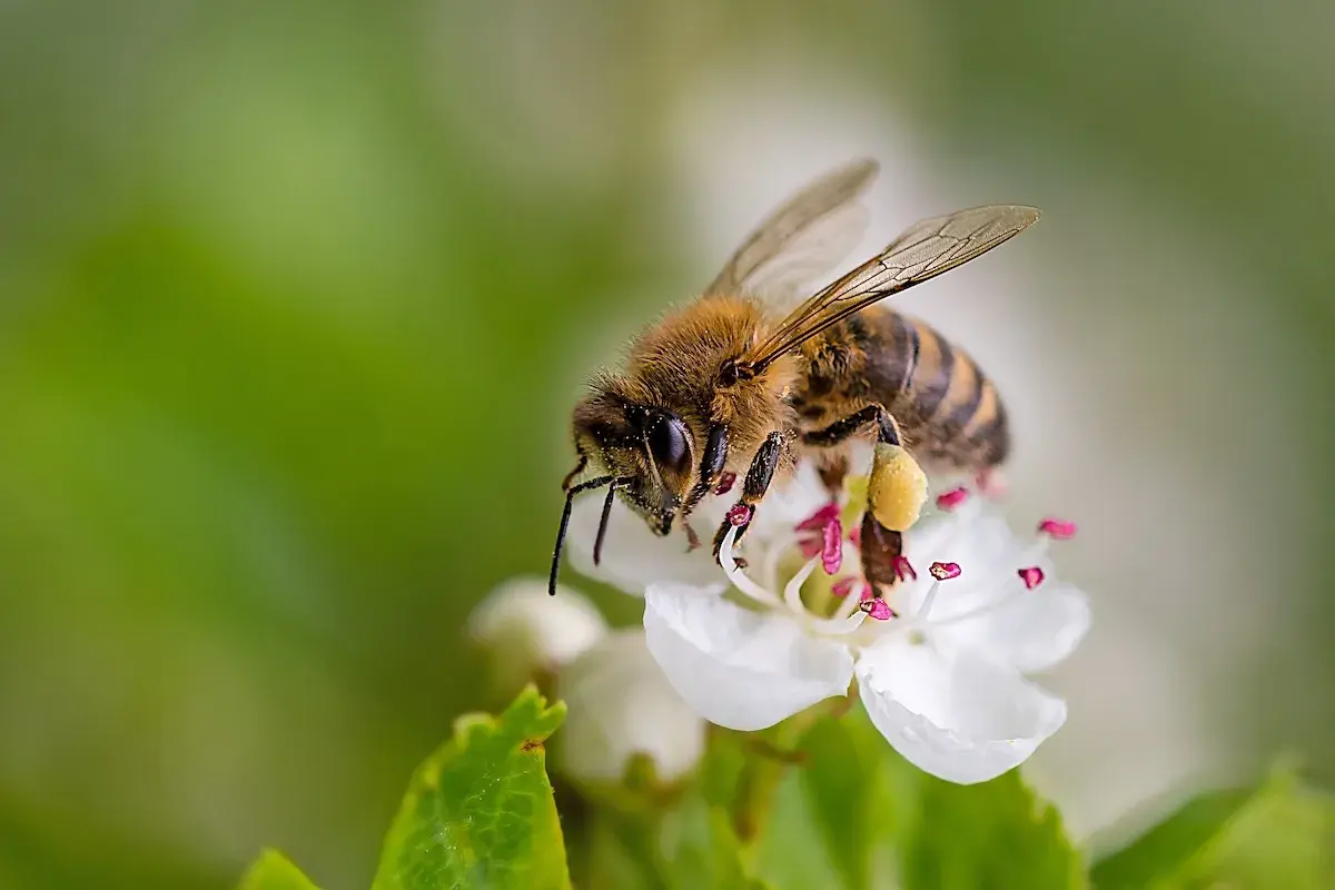Una mosca ape, con le ali trasparenti e il corpo striato, si posa su un fiore bianco, raccogliendo polline.