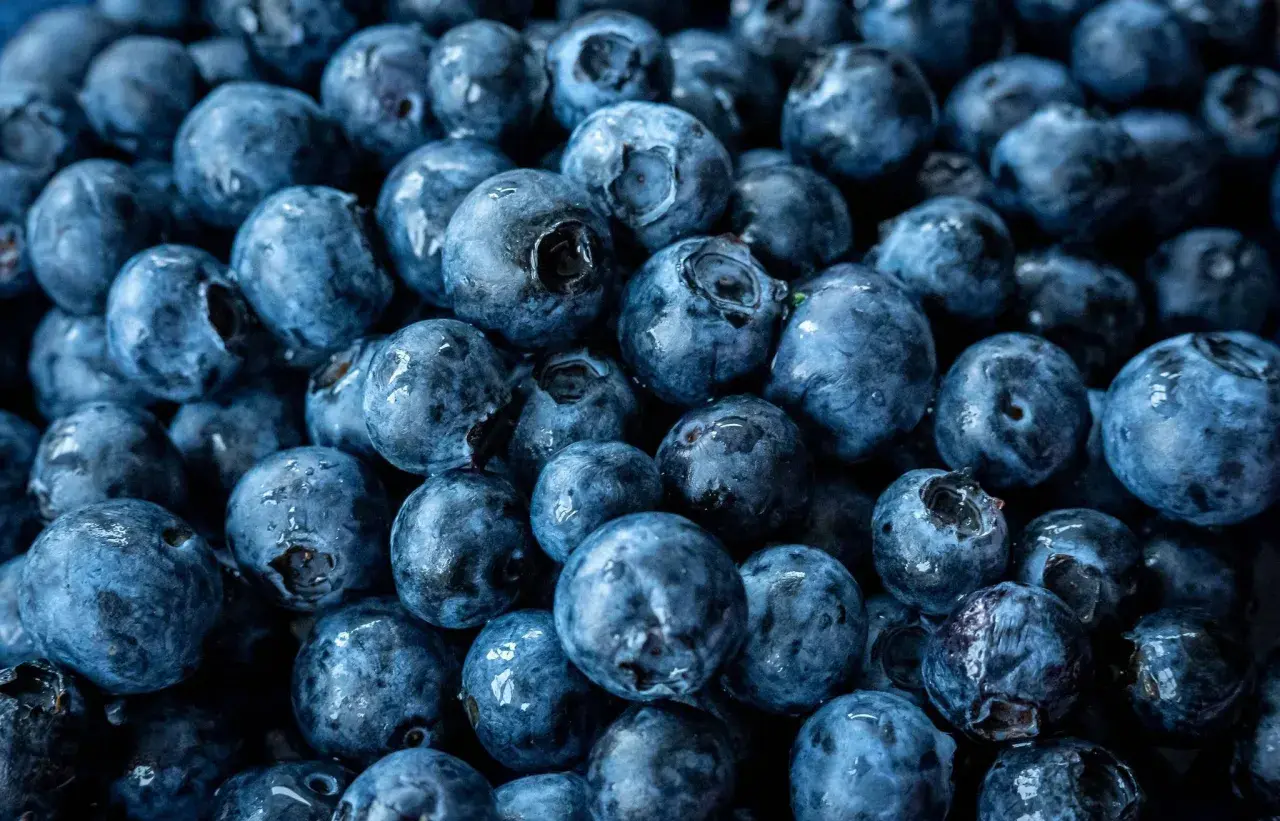 Nahaufnahme von vielen frischen, blauen Heidelbeeren. Diese kleinen Früchte sind nicht nur lecker, sondern auch sehr gesund.