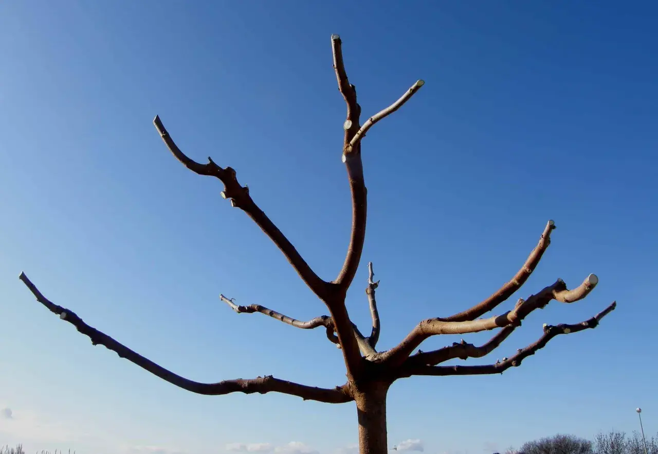Arbre aux branches taillées, prêt pour la nouvelle saison. La taille du mûrier assure une meilleure fructification.