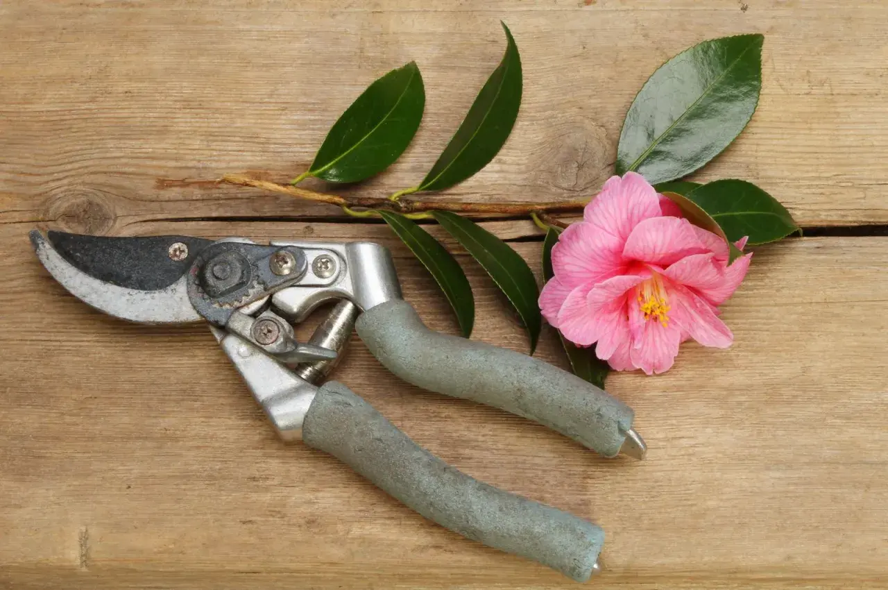 Gartenschere neben einer rosa Kamelie mit grünen Blättern auf Holz. Zeit für das Kamelie schneiden.