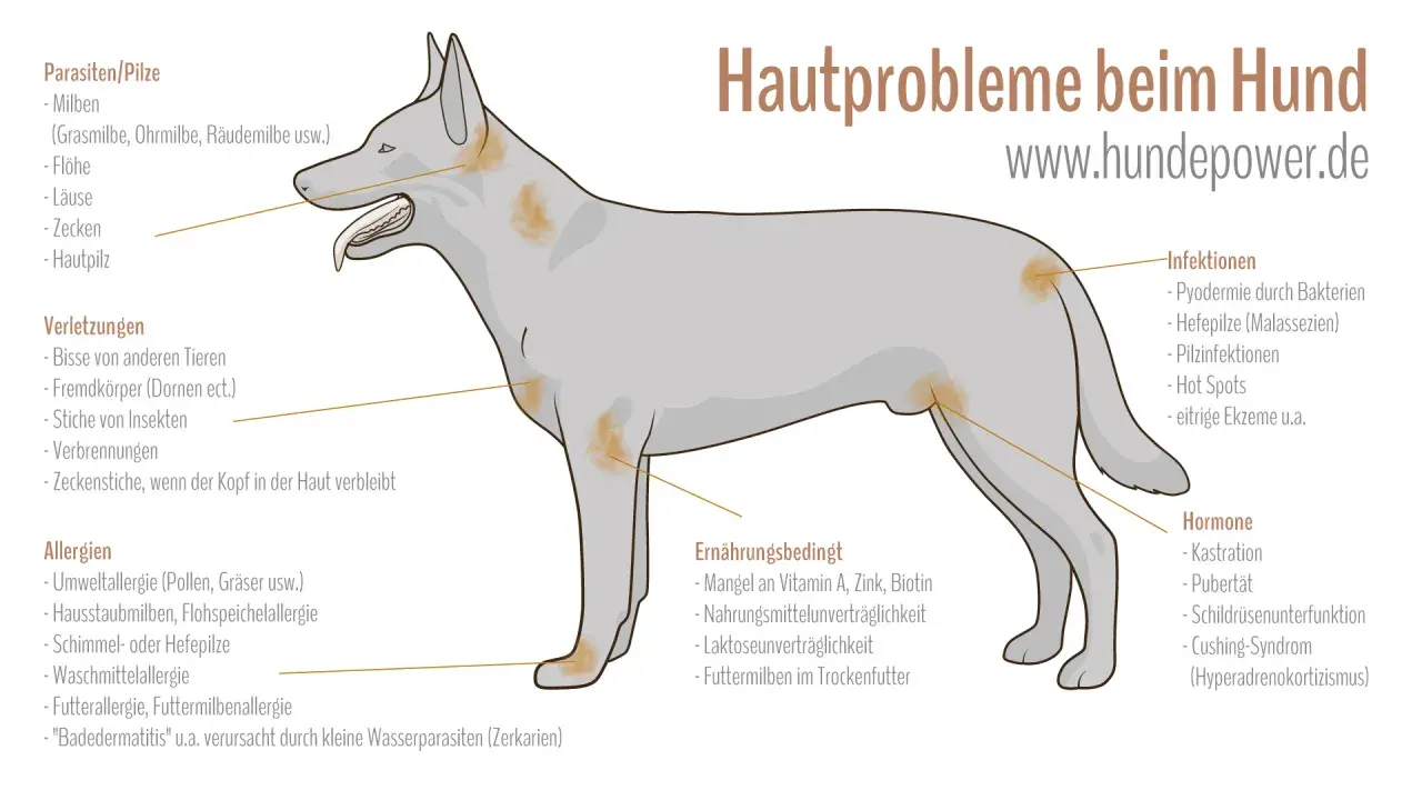 Hautprobleme beim Hund: Juckreiz durch Parasiten, Infektionen, Allergien, Verletzungen, Ernährung oder Hormone.