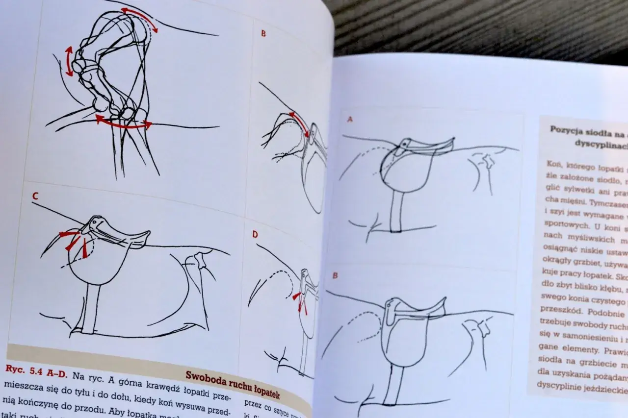 Ilustracje pokazują, jak dopasować siodło do konia, analizując ruch łopatek.