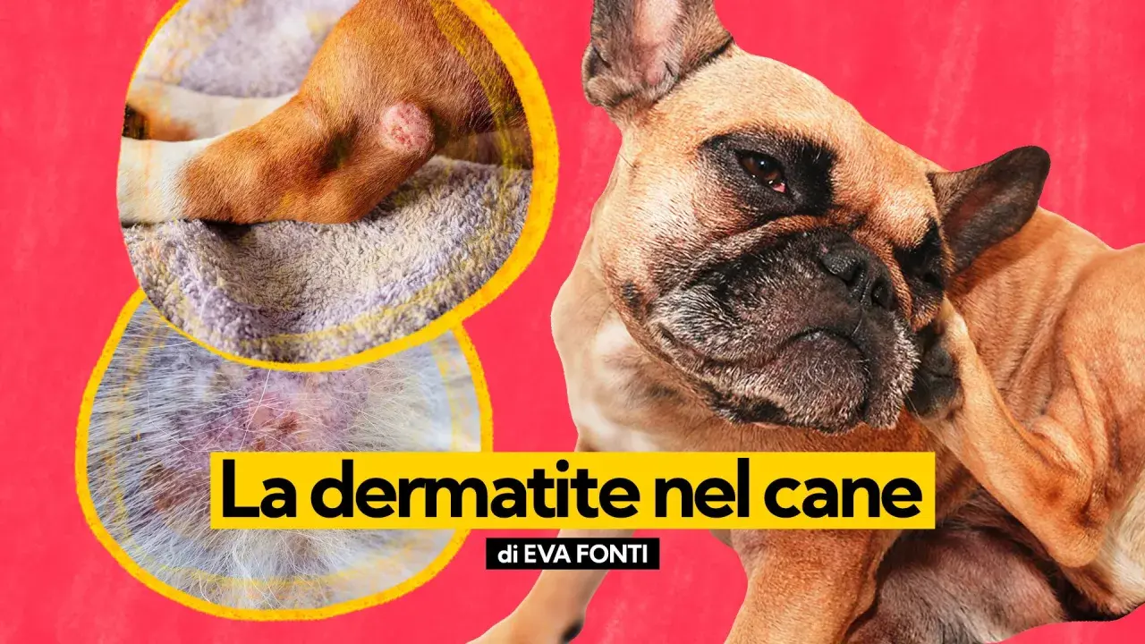 Primo piano di un cane con dermatite. Le immagini mostrano piaghe sul cane, evidenziando le cause della dermatite.
