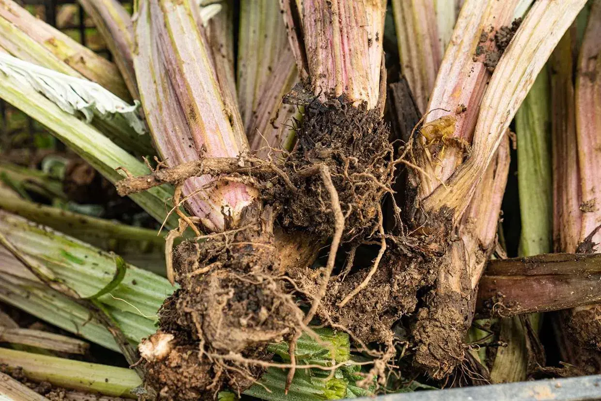 Radici e fusti di carciofo con segni di marciume e insetti, possibili malattie del carciofo.