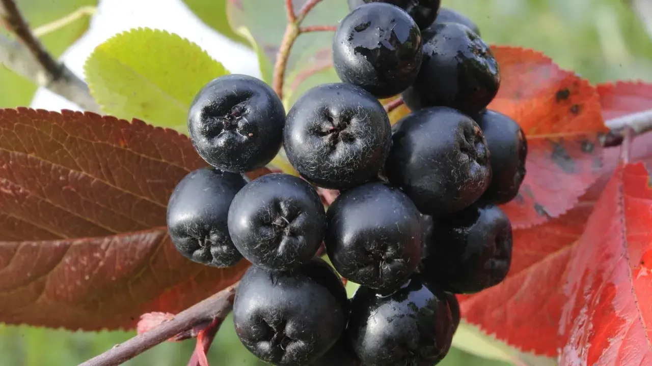 Dunkle, glänzende Aroniabeeren hängen an einem Ast, umgeben von roten und grünen Blättern. Was sind Aroniabeeren? Kleine Kraftpakete der Natur.