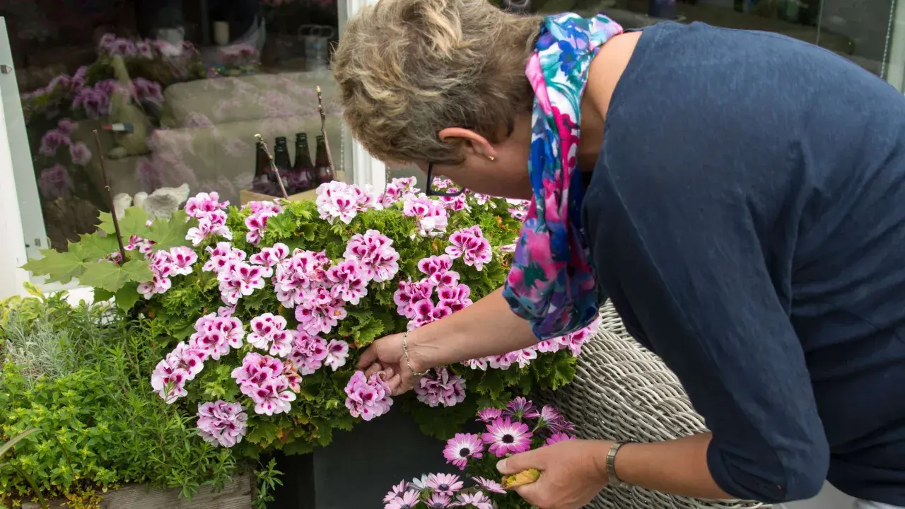 Frau kümmert sich um ihre blühenden Geranien und entfernt verwelkte Blüten.