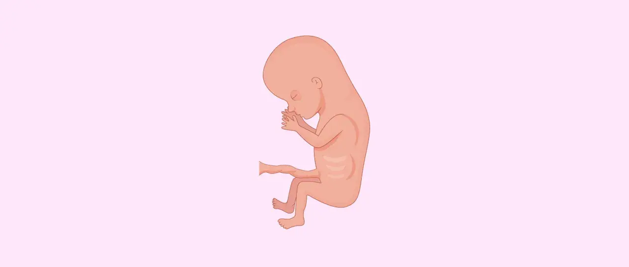 Un feto di 3 mesi, con le mani giunte al viso, in una rappresentazione stilizzata su sfondo rosa chiaro.