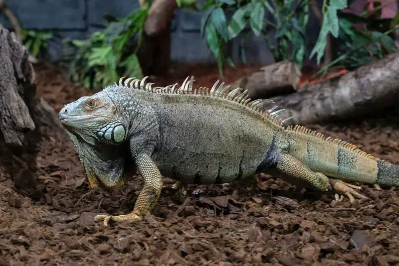 Jak zmniejszyć wilgotność w terrarium i uratować rośliny oraz zwierzęta