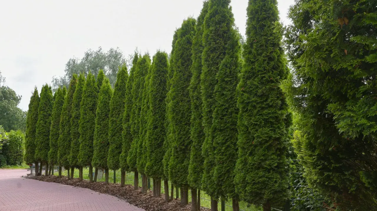 Reihe von Zypressen, die eine Hecke bilden. Sie sind eine gute Wahl, wenn Sie wissen möchten, welche Pflanzen zu Zypressen passen, da sie mit vielen anderen Nadelbäumen und Sträuchern harmonieren.