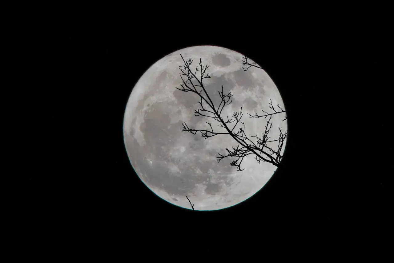 Vollmond über einem dunklen Himmel, silhouettiert von kahlen Ästen. Ein perfekter Anblick für den Mondkalender Angeln.