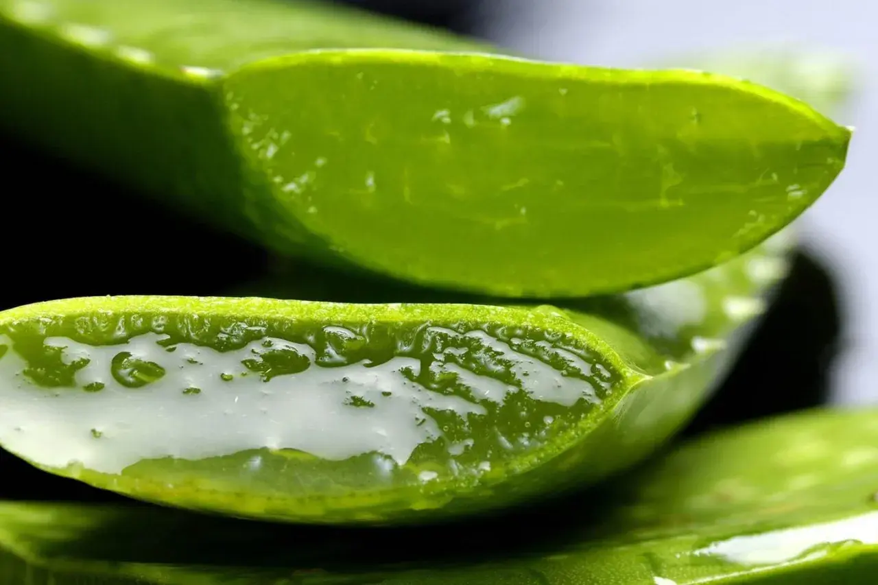 Nahaufnahme von geschnittenen Aloe Vera Pflanze-Scheiben, die das klare, gelartige Innere zeigen.