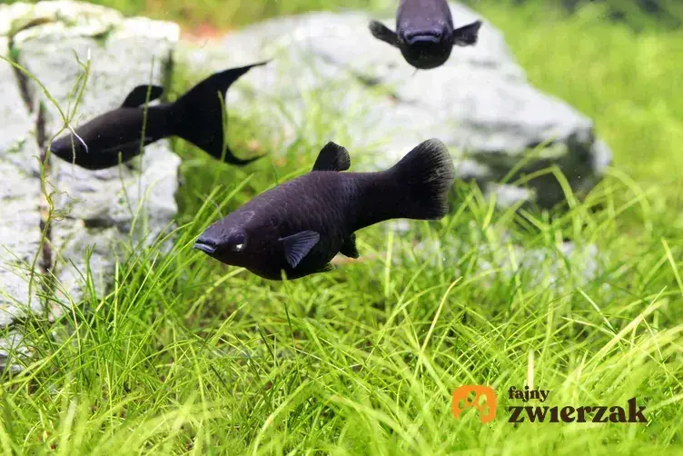 Ile trwa ciąża u rybek akwariowych? Sprawdź gatunki i opiekę