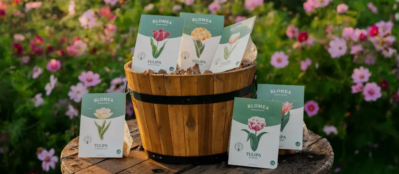 En träkorg fylld med tulpanlökar och förpackningar med olika sorters tulpaner. Bakgrunden är en blomstrande äng med rosa blommor, som påminner om en vacker aster blomma.