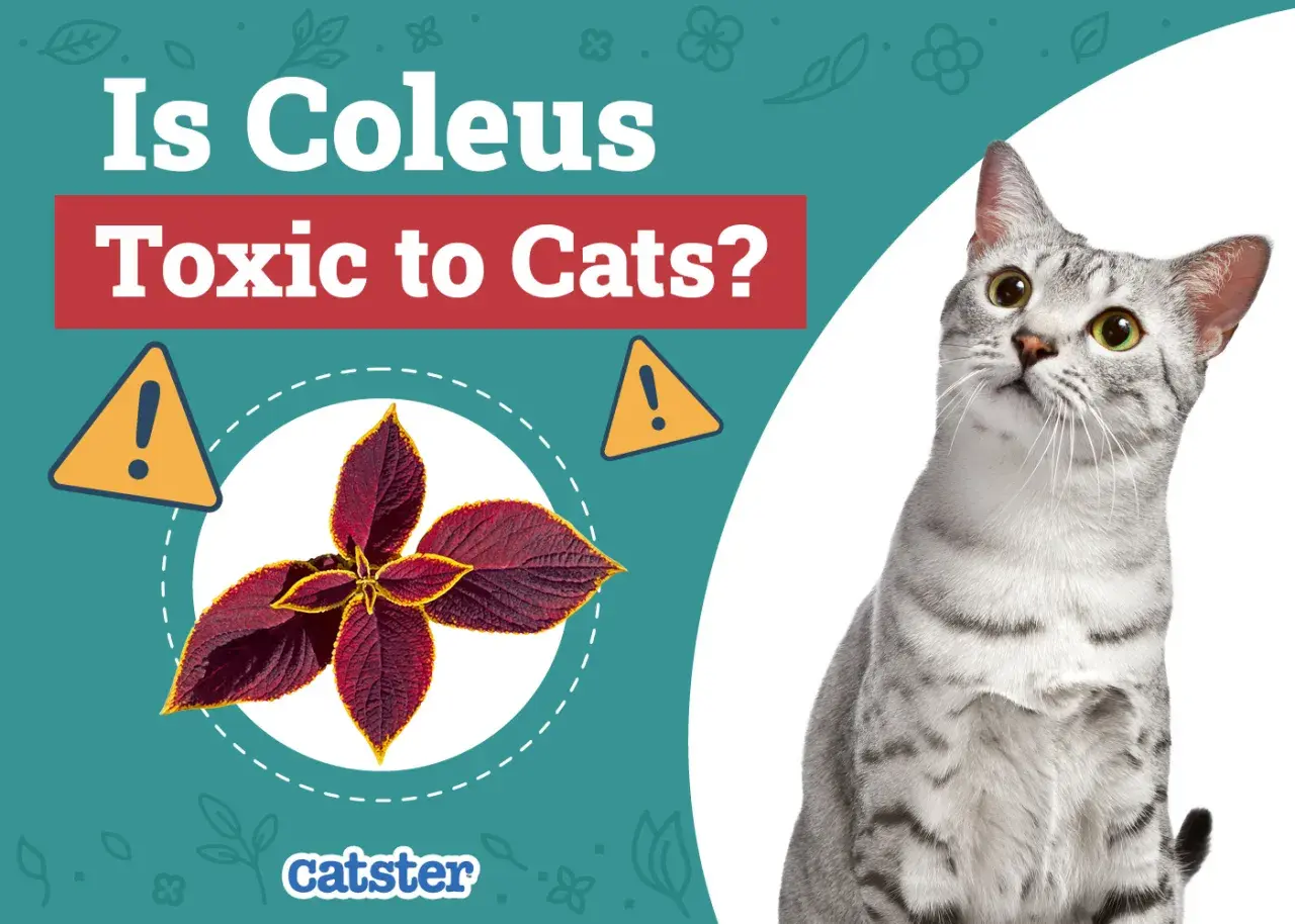 A curious cat looks up at a graphic asking "Is Coleus Toxic to Cats?" with an image of a coleus plant.