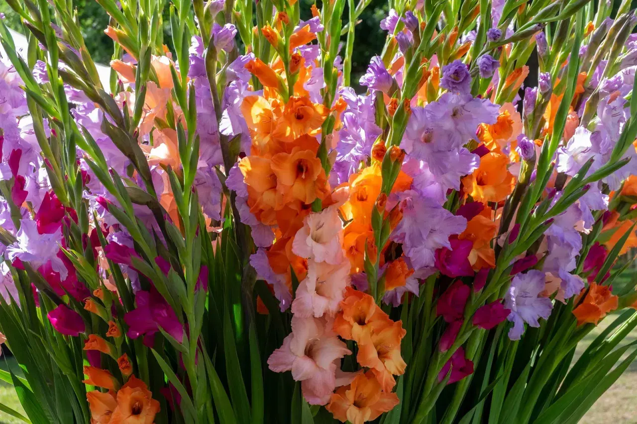 Un bouquet éclatant de fleurs glaïeuls aux couleurs vives : orange, rose, violet et pêche.