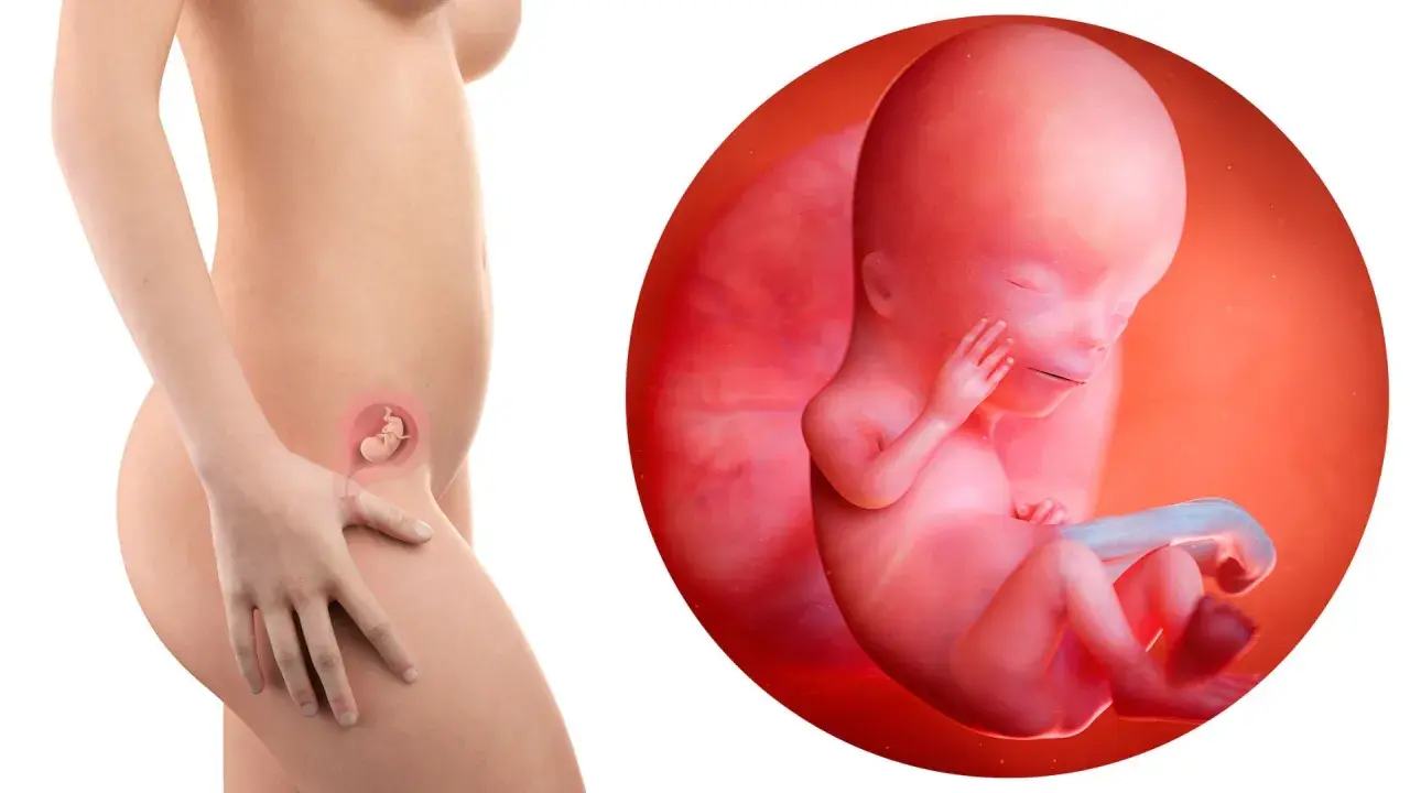 Feto di 12 settimane di gravidanza, con un piccolo dettaglio che mostra il rischio aborto.