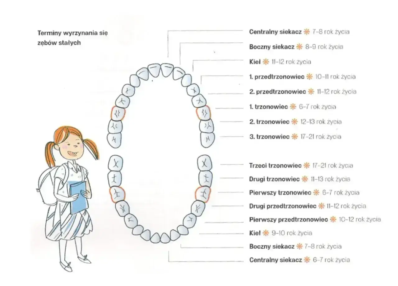 Ilustracja pokazuje schemat zębów stałych i terminy ich wyrzynania. Dowiedz się, ile zębów ma człowiek i kiedy pojawiają się poszczególne rodzaje zębów.
