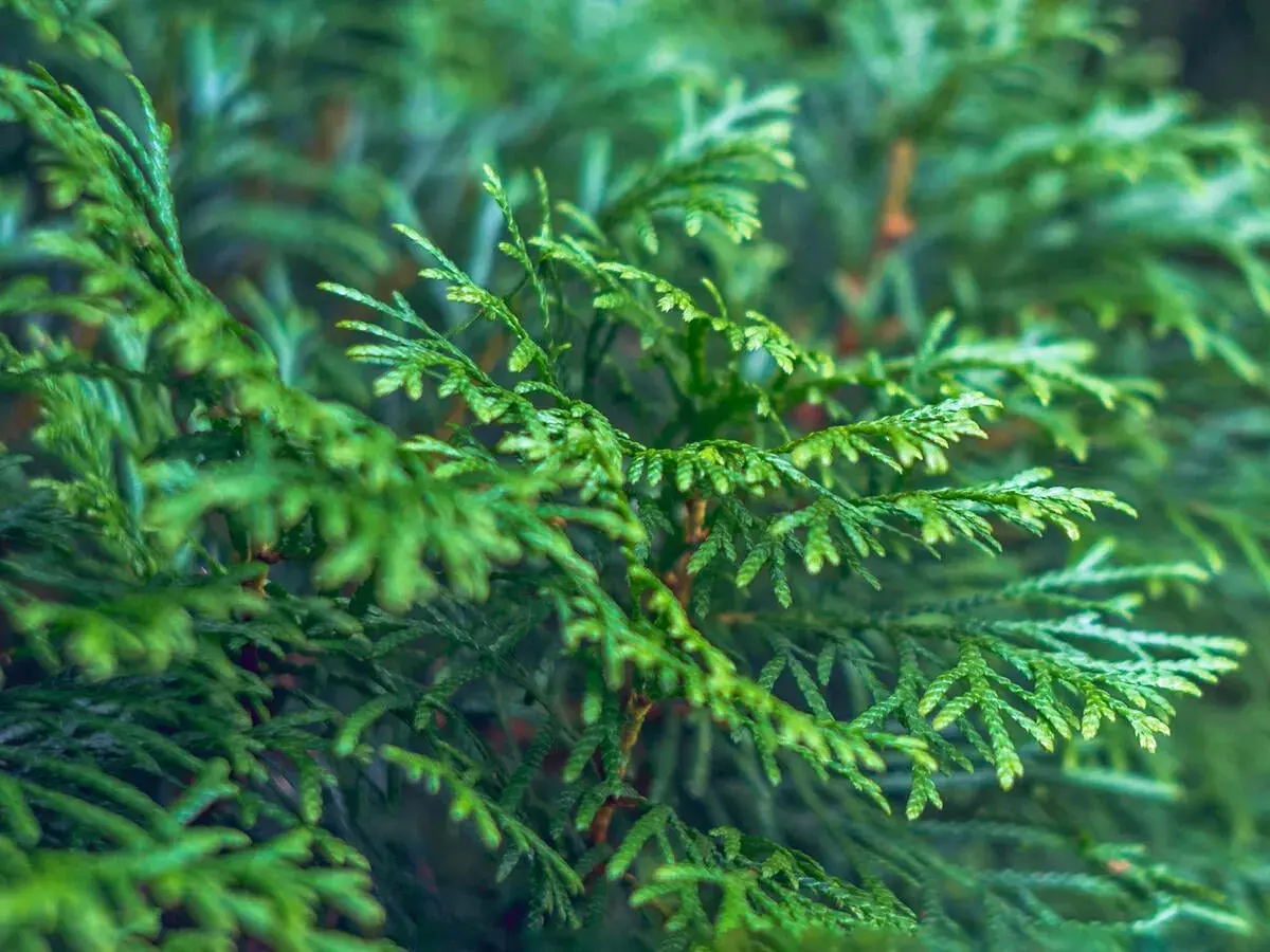 Nahaufnahme von grünen Zypressenzweigen. Eine Zypresse Hecke vor- und Nachteile sind ein wichtiges Thema für Gärtner.