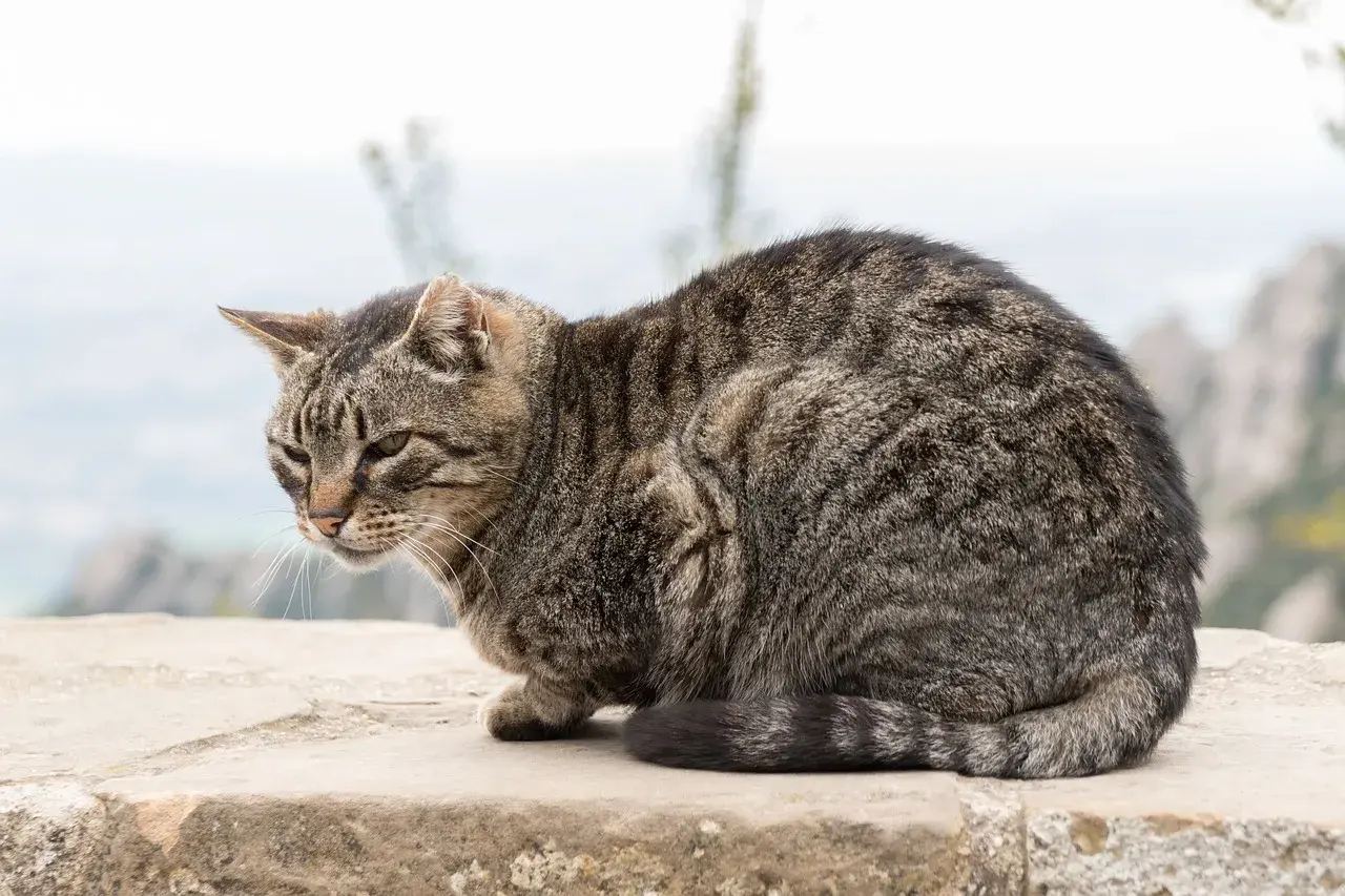 Getigerte Katze in geduckter Haltung, vielleicht wegen Schmerzen. Ihre Schlafposition ist ungewöhnlich.