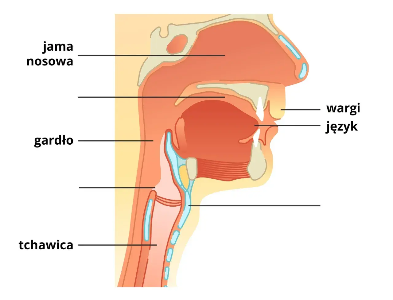 Przekrój przez jamę nosową, gardło i tchawicę. Widoczny język, wargi i inne struktury.