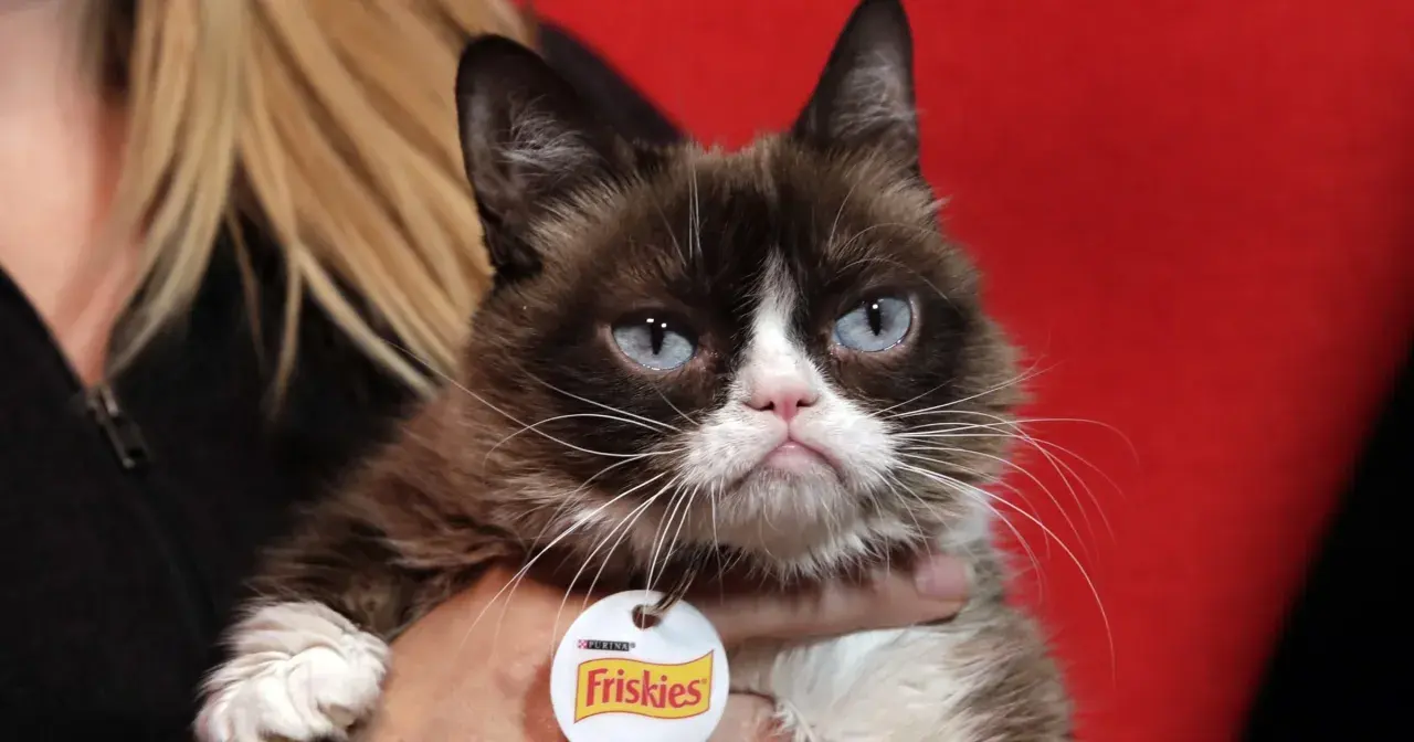 Kot o charakterystycznym, zrzędliwym wyrazie pyszczka, przypominający rasę grumpy cat, z niebieskimi oczami i obrożą Friskies.