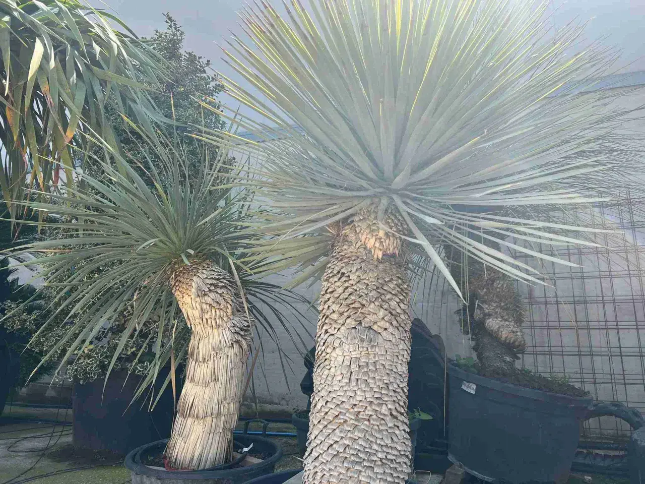 Due yucca maestose, con tronchi spessi e rugosi, mostrano le loro lunghe foglie a punta, alcune con sfumature gialle che catturano la luce.