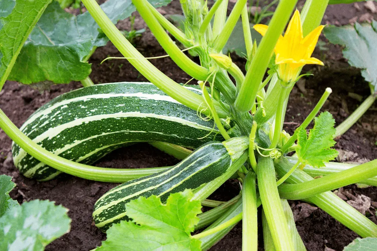Courgettes rayées, vertes et jaunes, sur la plante. Le moment idéal pour savoir quand cueillir les courgettes est quand elles atteignent cette taille.