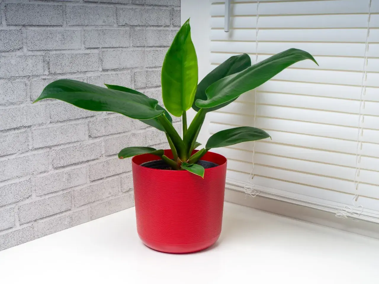 Philodendron Imperial Green w czerwonej doniczce, z błyszczącymi, ciemnozielonymi liśćmi, na tle ceglanej ściany i białych żaluzji.