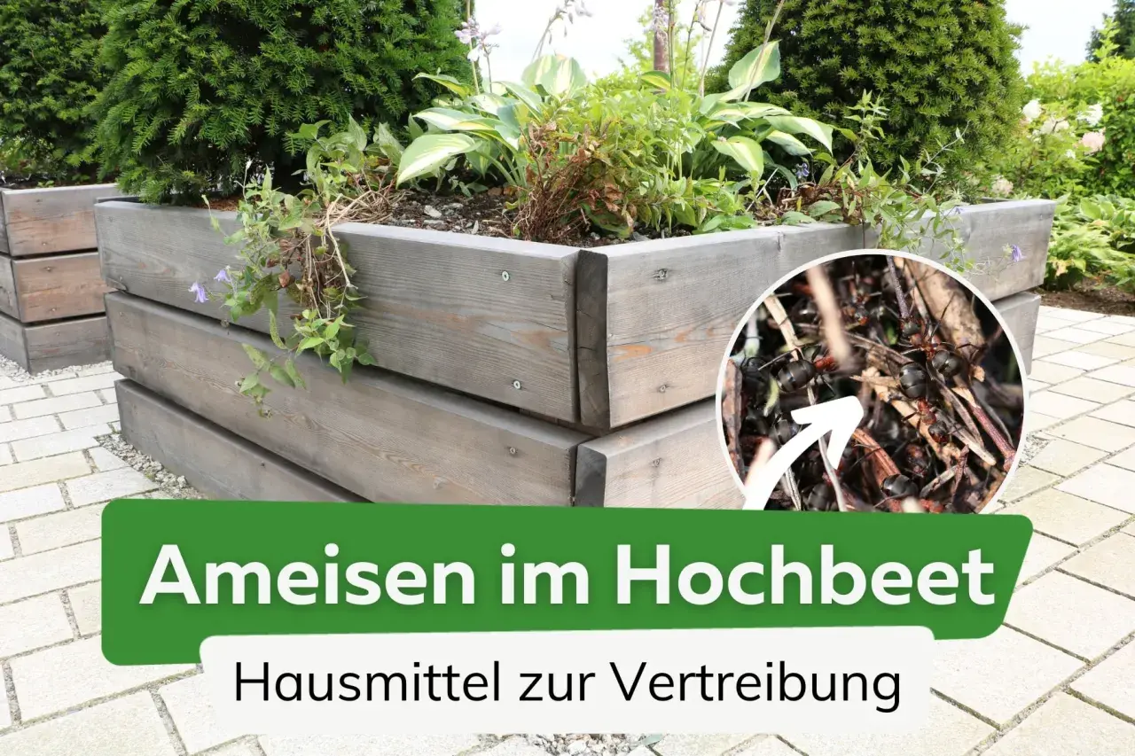 Ameisen im Hochbeet: Ein Detailbild zeigt eine Kolonie von Ameisen, die sich in einem hölzernen Hochbeet eingenistet hat.