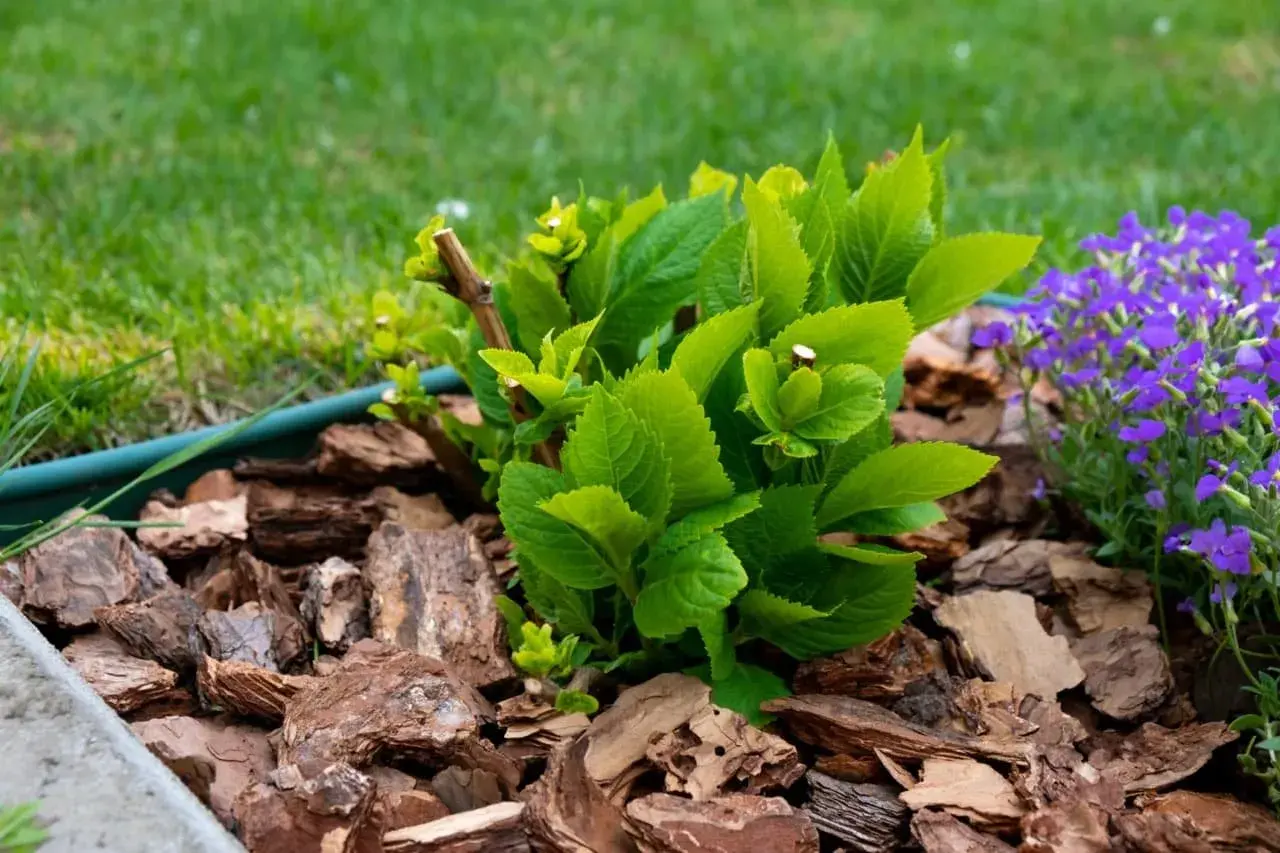 Rindenmulch im Garten: Ideen für ein natürliches Beet mit grüner Hortensie und lila Blümchen.
