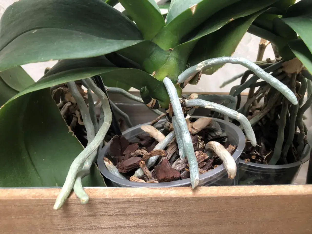 Gros plan sur une orchidée aux racines aériennes, certaines sortant du pot, signe d'une plante en pleine croissance.