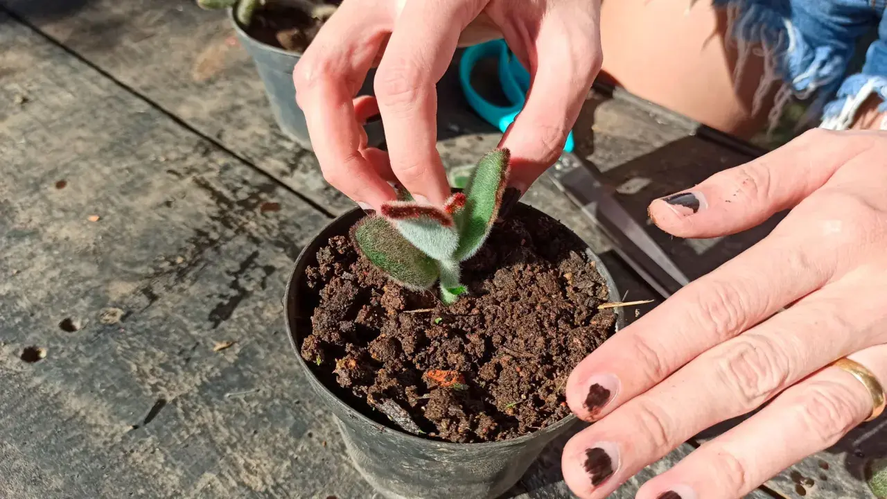 Mains douces ajustant un jeune kalanchoe tomentosa, ses feuilles duveteuses et vertes se révèlent.