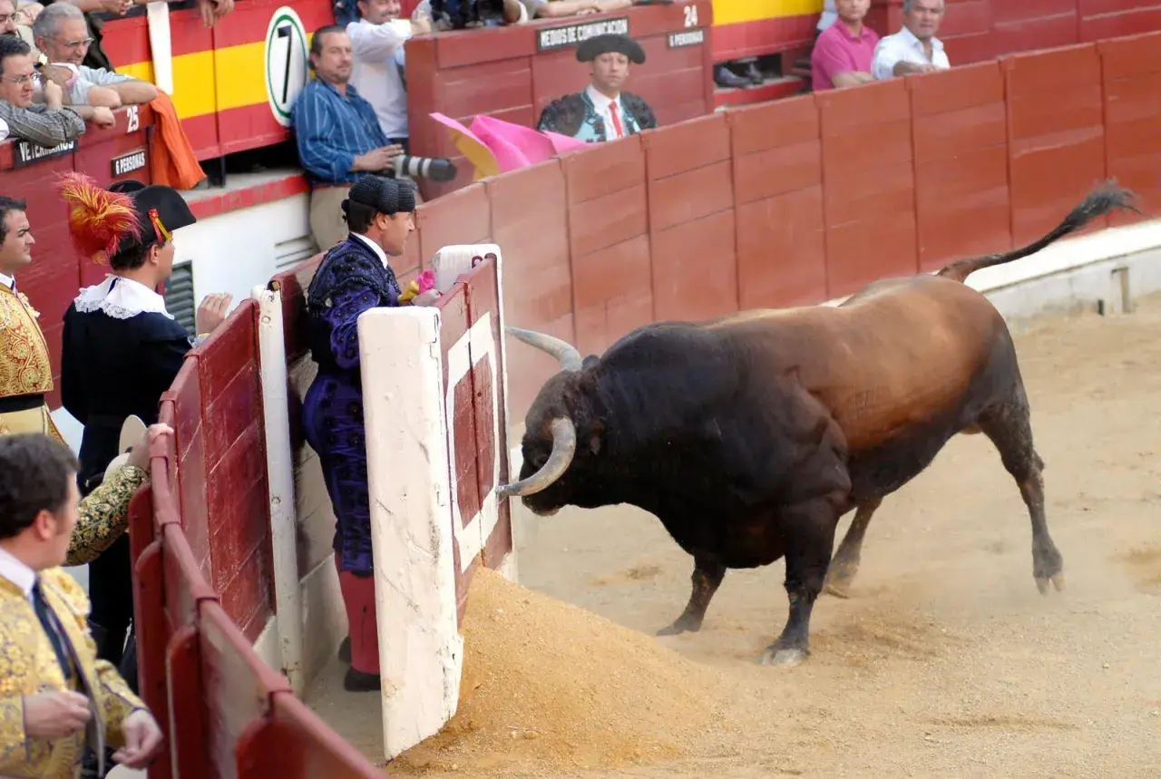Un toro bravo se acerca a los burladeros de la plaza de toros, donde toreros esperan el momento.