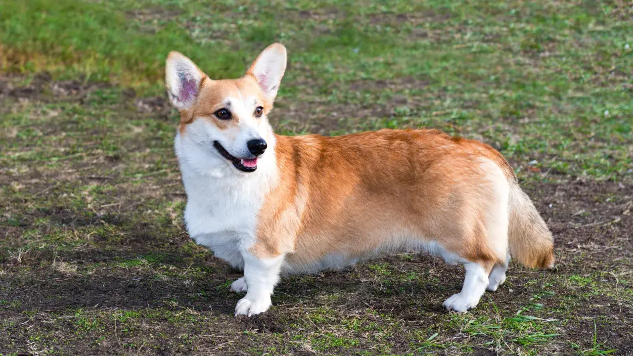 Ein fröhlicher corgi hund steht auf einer grünen Wiese und schaut neugierig zur Seite.