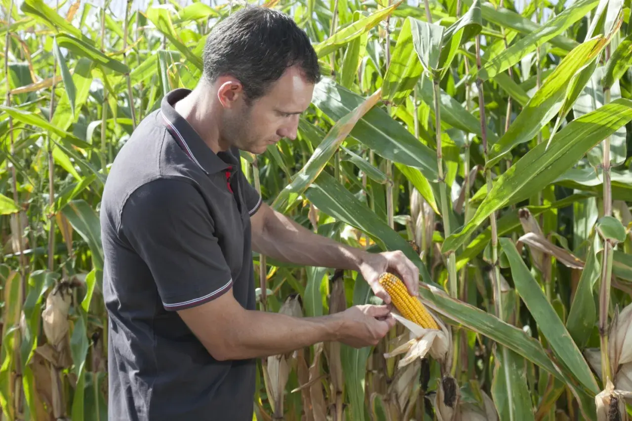 Un agriculteur examine une épi de maïs mûr dans un champ. La récolte semble prometteuse, mais il faut vérifier la qualité.