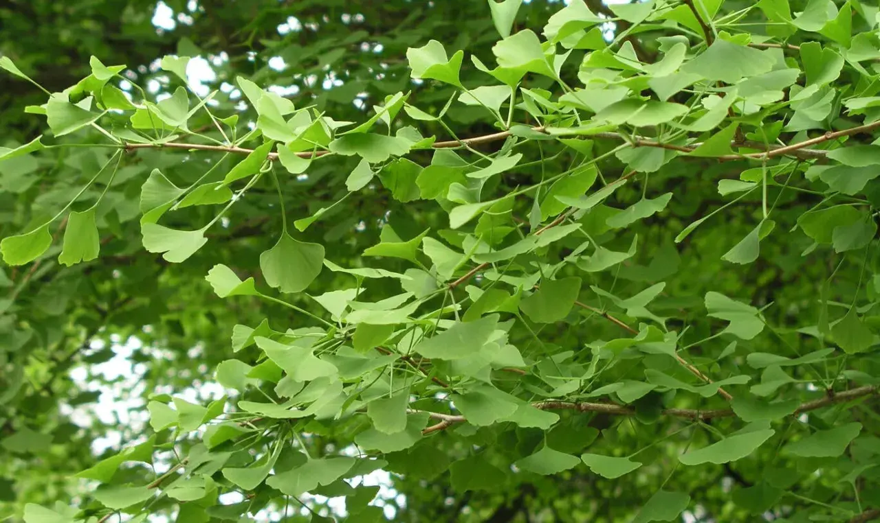 Zarte grüne Ginkgo-Blätter entfalten sich an Ästen. Ein leichter Wind lässt sie tanzen, als ob sie sich auf das Ginkgo schneiden vorbereiten.
