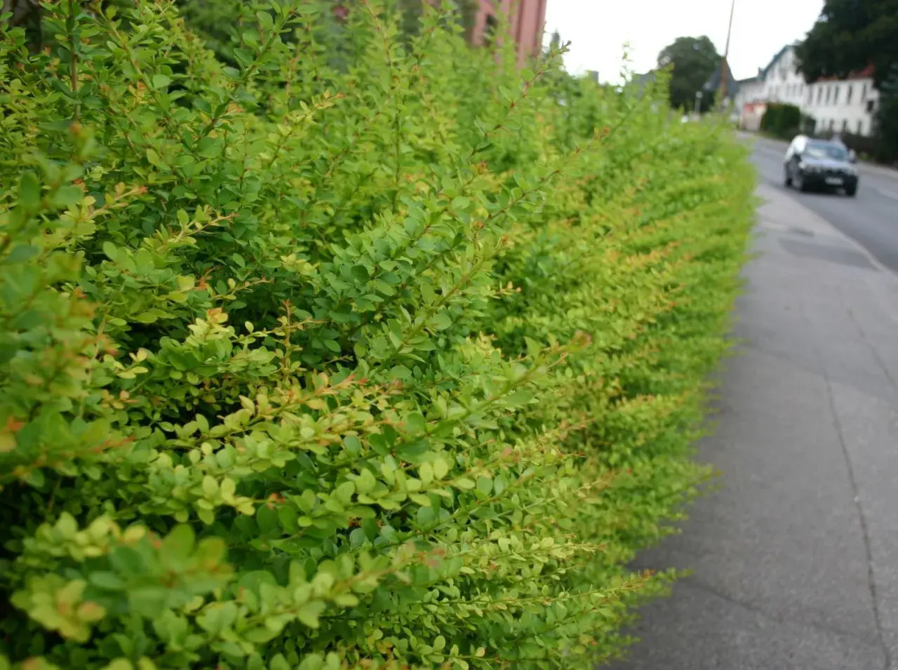 Dichte Hecke aus berberitze ohne dornen, die einen Gehweg säumt. Im Hintergrund fährt ein Auto auf der Straße.
