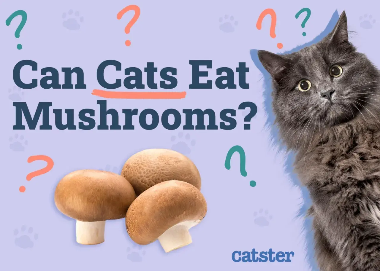 A fluffy gray cat looks curiously at a pile of mushrooms, with the question "Can Cats Eat Mushrooms?" prominently displayed.