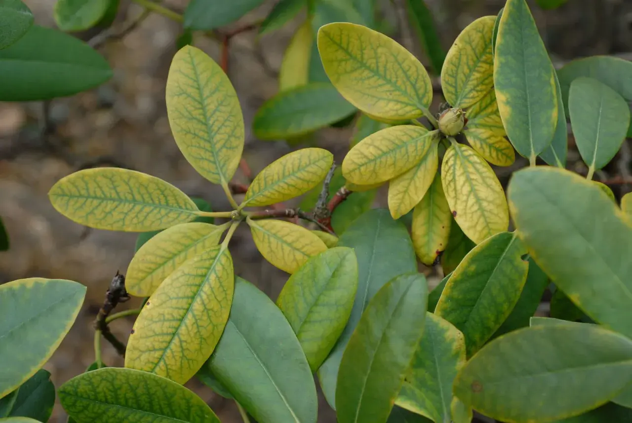 Rhododendronblätter zeigen gelbe Adern und grüne Flächen, ein Zeichen für mögliche Rhododendron Krankheiten wie Eisenmangel.