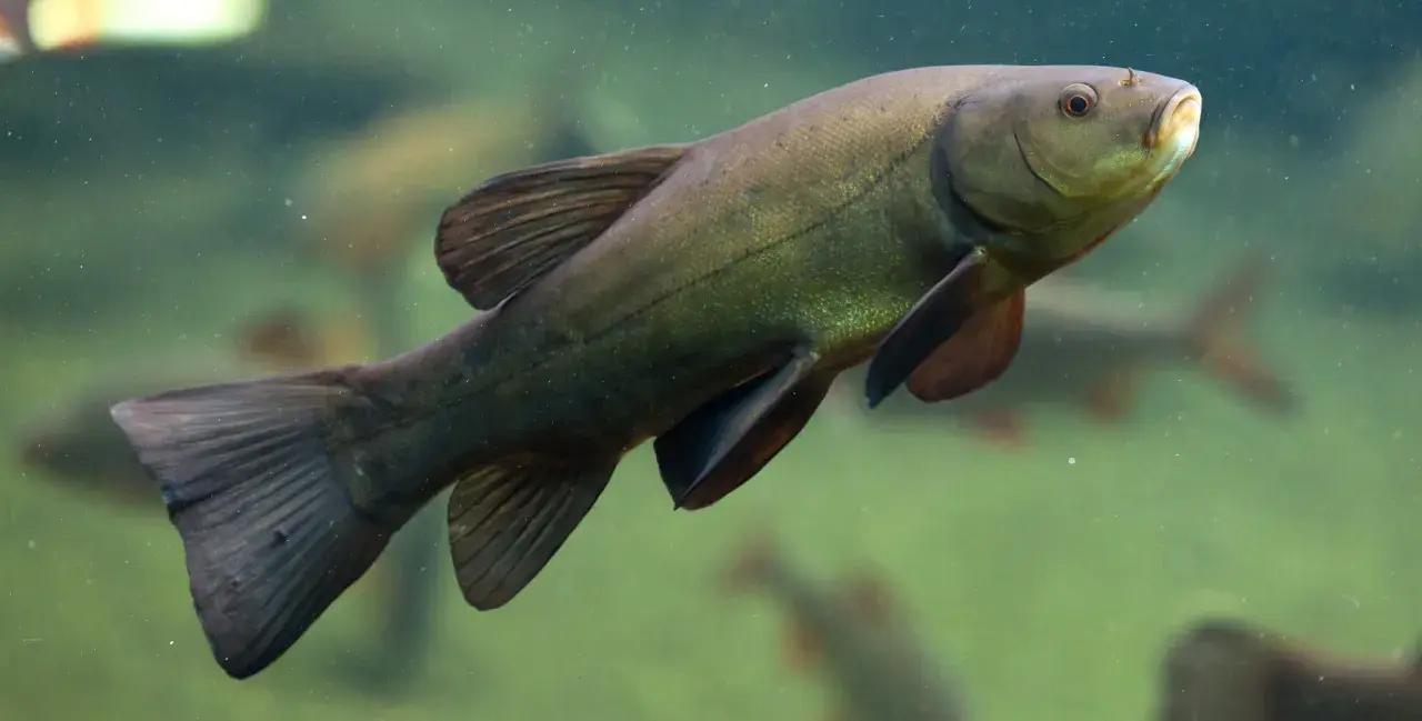 Eine grüne Schleie mit kleinen Barteln schwimmt im trüben Wasser.