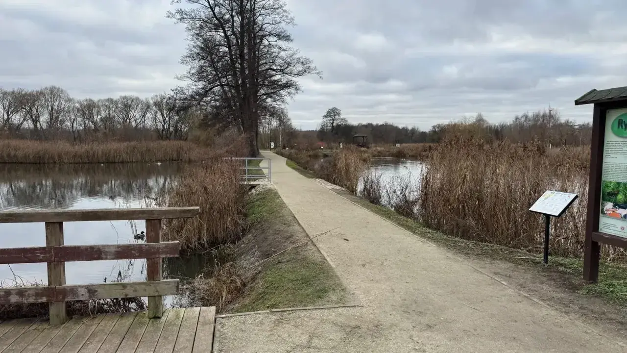 Spacer po ścieżce nad jeziorem, idealne miejsce na spacer z psem w Białowieży.
