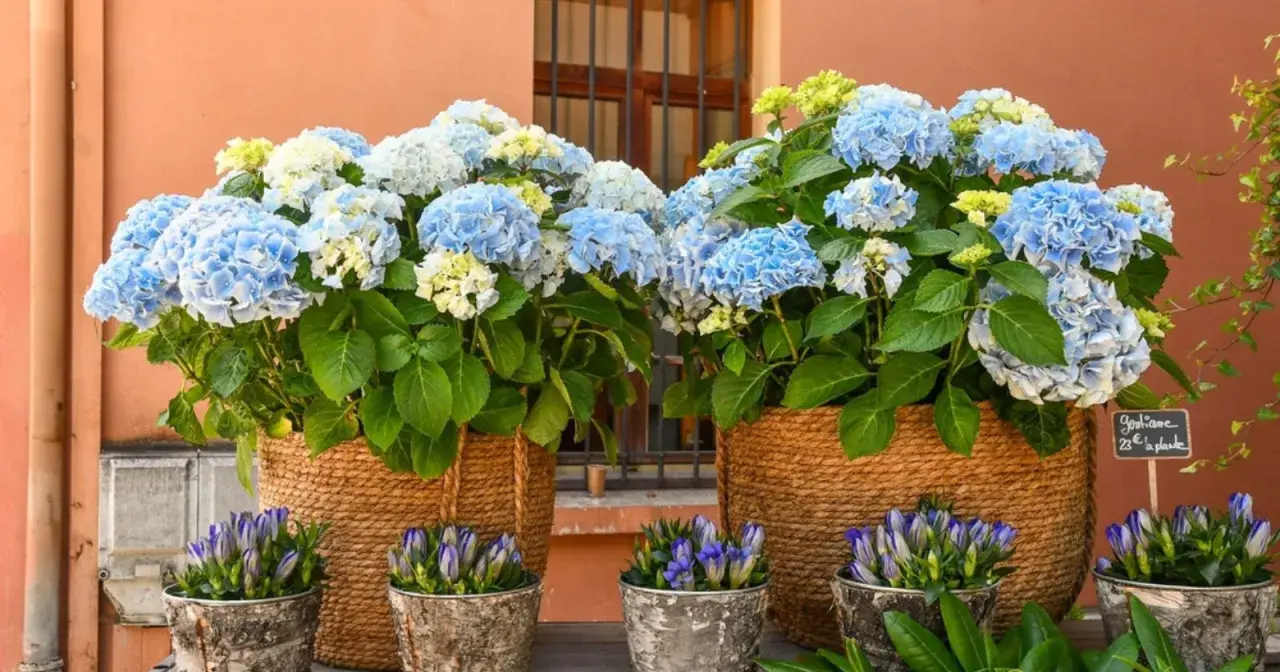 Deux grands paniers tressés débordent de magnifiques hortensias bleus et blancs. Des petites fleurs bleues en boutons ornent les pots en premier plan.