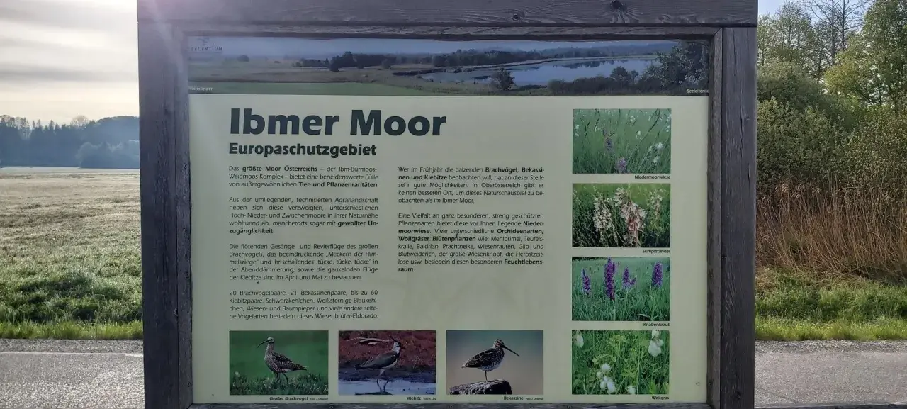 Das Ibmer Moor, ein Europaschutzgebiet, ist ein Paradies für seltene Vögel und Pflanzen. Hier brüten Brachvögel, Bekassinen und Kiebitze.