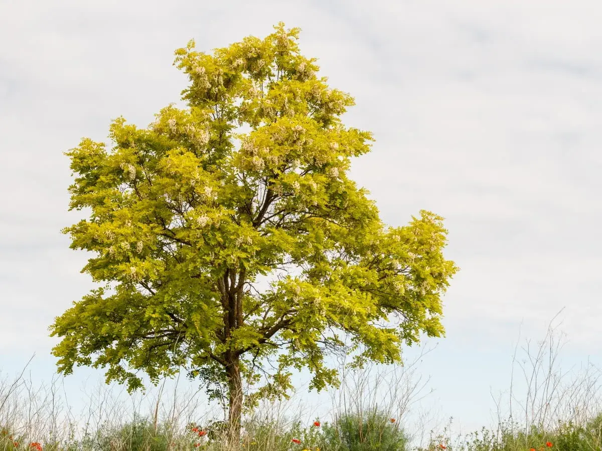 Piękna robinia frisia z żółto-zielonymi liśćmi i białymi kwiatami na tle błękitnego nieba.