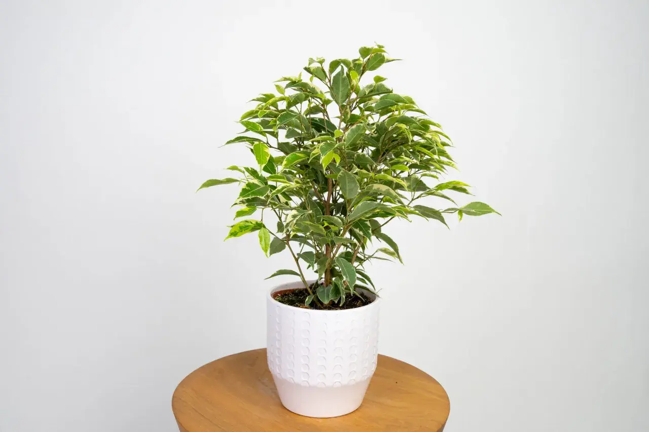 Zielony ficus sweetheart w białej doniczce, z liśćmi ozdobionymi kremowymi obrzeżami, stoi na drewnianym stoliku.